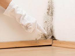 Trusted Portales, NM Mold Inspection Experts